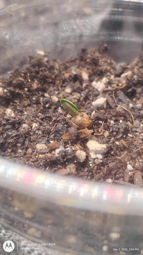 PLCG Bx2. Week 0 - 2