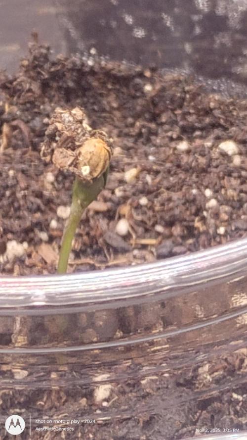 PLCG Bx2. Week 0 - 4