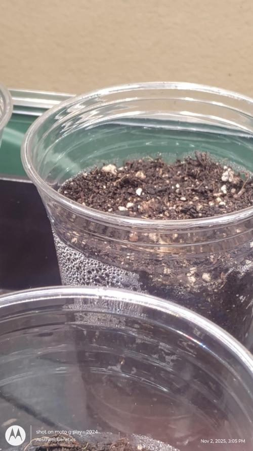 PLCG Bx2. Week 0 - 6