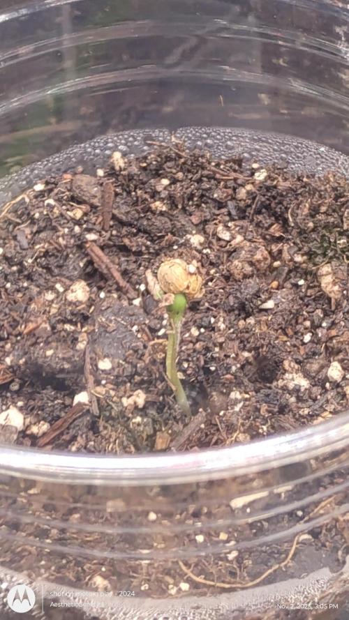 PLCG Bx2. Week 0 - 7