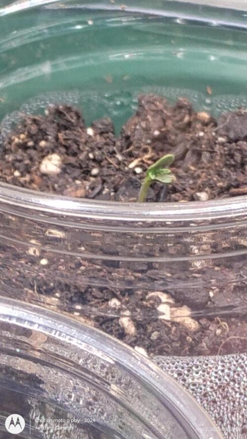 PLCG Bx2. Week 0 - 8