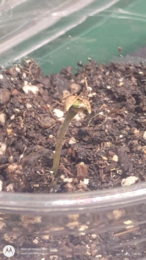 PLCG Bx2. Week 0 - 9