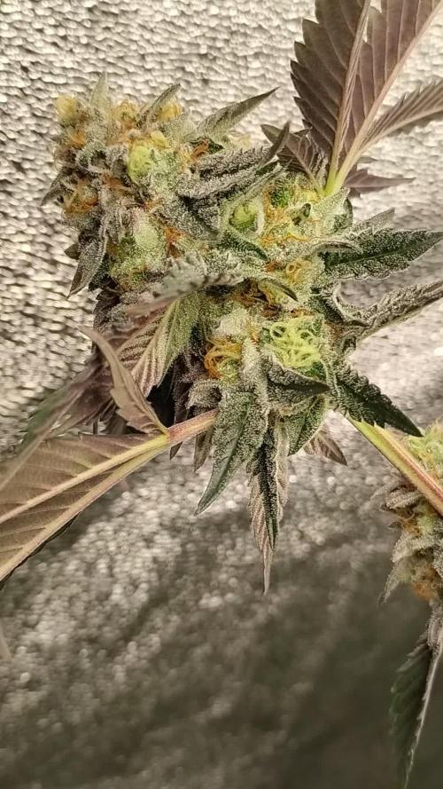 Pure bag appeal Gelato Gelato Gelato 49