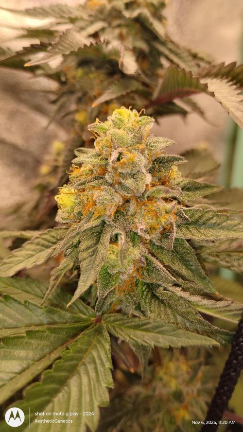 Pure bag appeal Gelato Gelato Gelato 49. Week 14