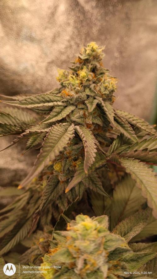 Pure bag appeal Gelato Gelato Gelato 49. Week 14