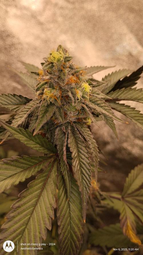 Pure bag appeal Gelato Gelato Gelato 49. Week 14