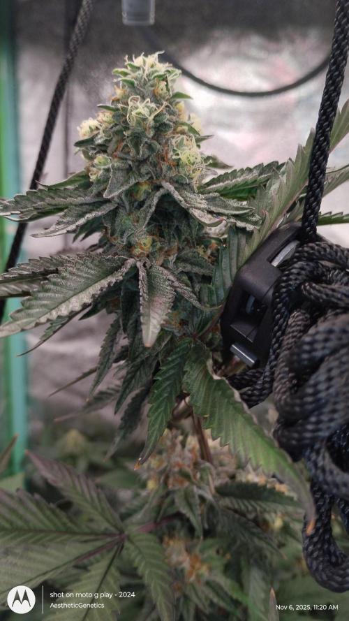 Pure bag appeal Gelato Gelato Gelato 49. Week 14