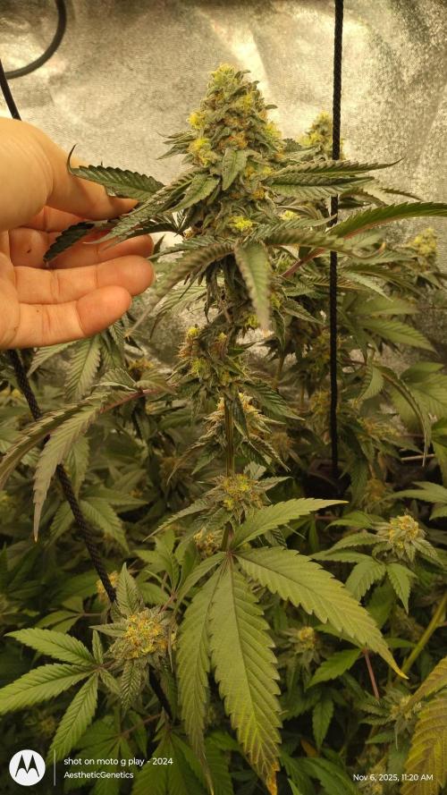 Pure bag appeal Gelato Gelato Gelato 49. Week 14