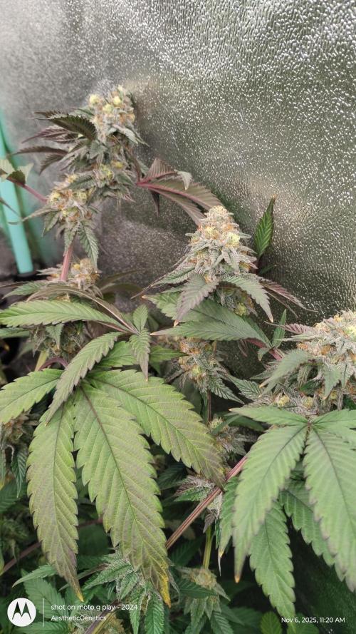 Pure bag appeal Gelato Gelato Gelato 49. Week 14