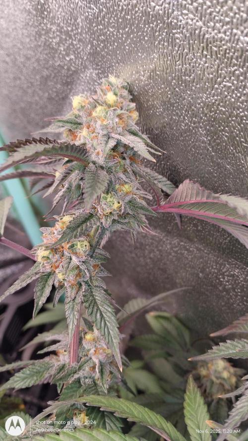 Pure bag appeal Gelato Gelato Gelato 49. Week 14