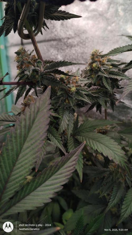 Pure bag appeal Gelato Gelato Gelato 49. Week 14