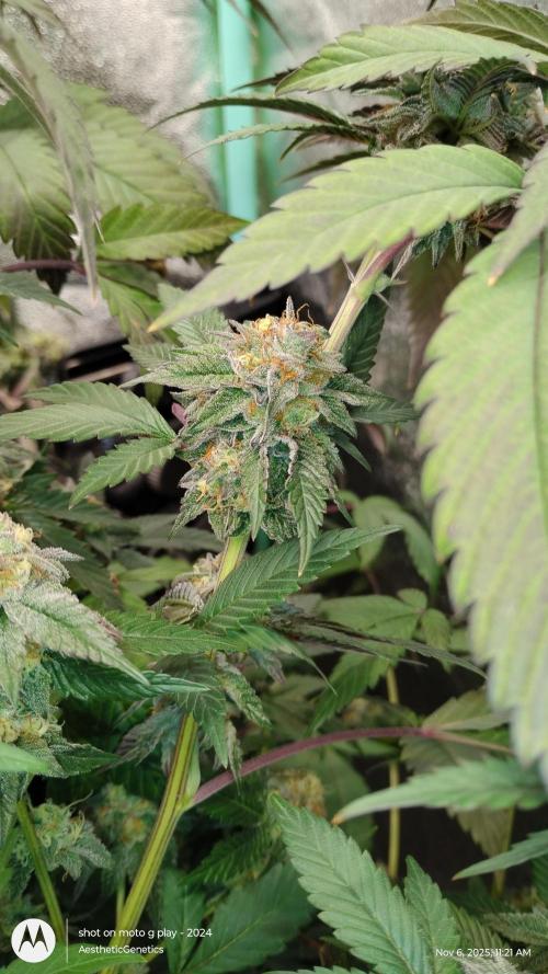 Pure bag appeal Gelato Gelato Gelato 49. Week 14