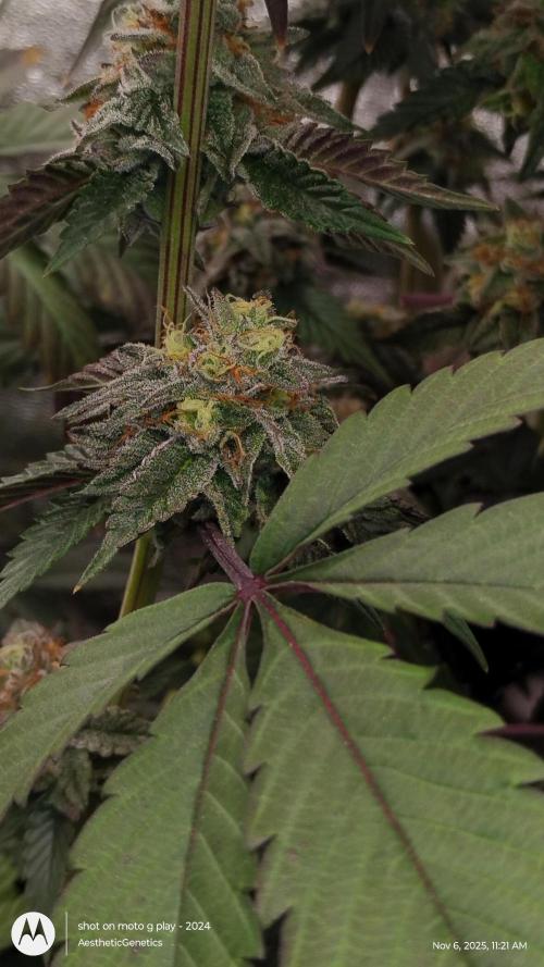 Pure bag appeal Gelato Gelato Gelato 49. Week 14