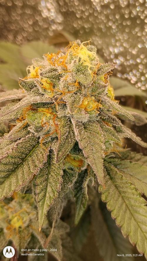 Pure bag appeal Gelato Gelato Gelato 49. Week 14