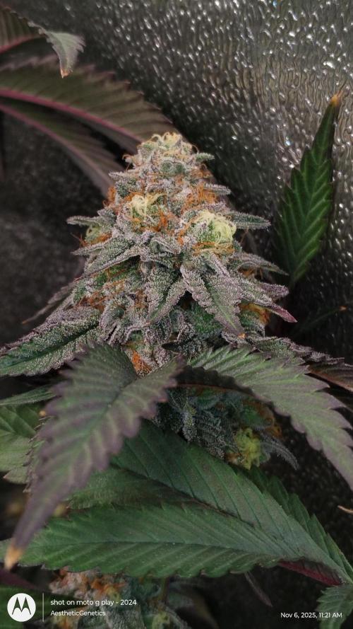 Pure bag appeal Gelato Gelato Gelato 49. Week 14