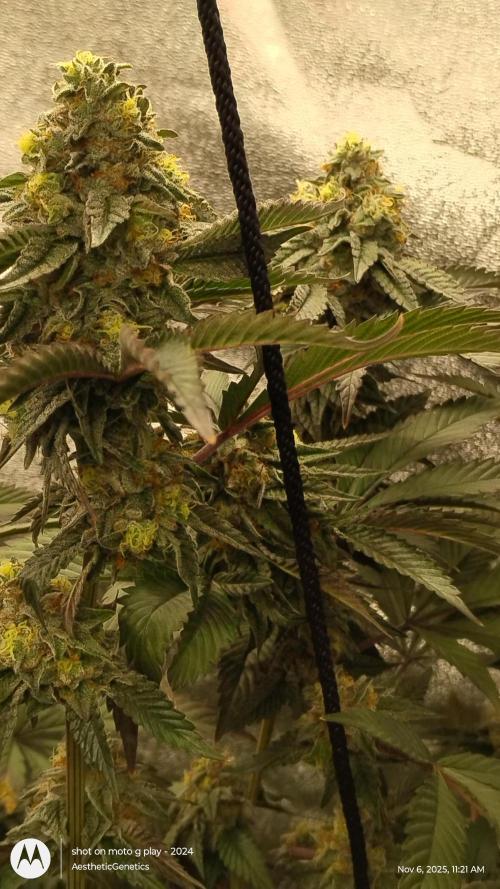 Pure bag appeal Gelato Gelato Gelato 49. Week 14