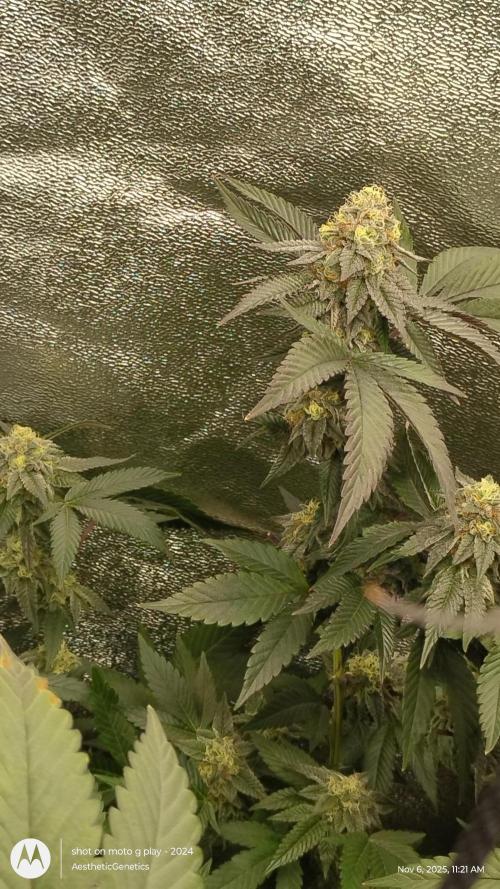 Pure bag appeal Gelato Gelato Gelato 49. Week 14