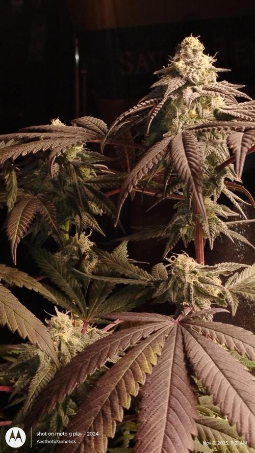 Purple Chrome 💜 (round 2). Week 10