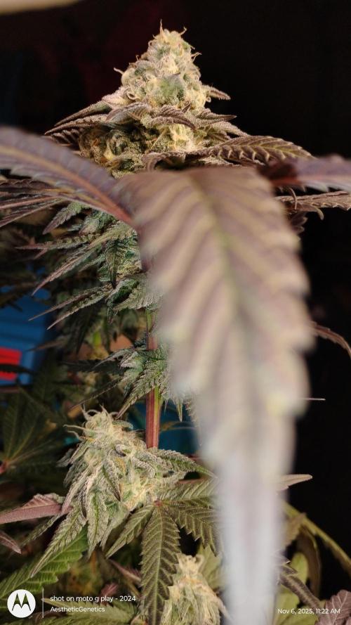 Purple Chrome 💜 (round 2). Week 10