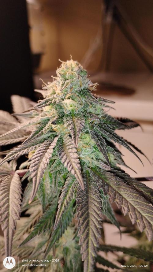 Purple Chrome 💜 (round 2). Week 10