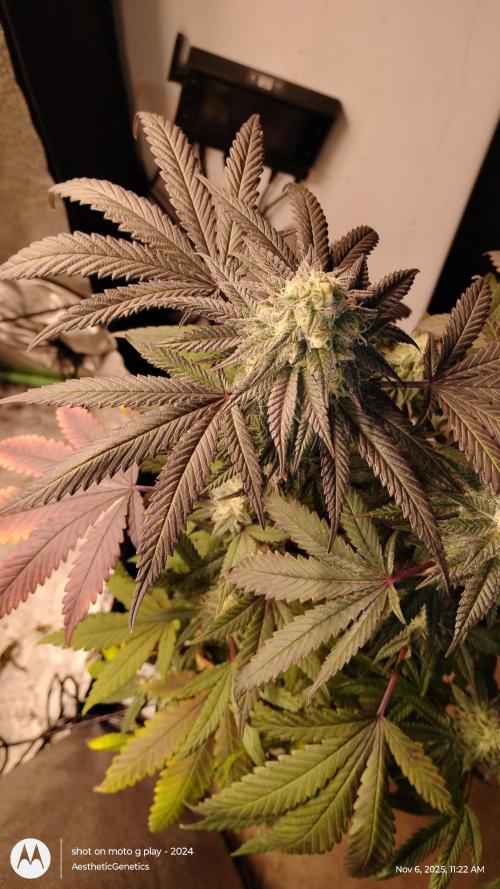 Purple Chrome 💜 (round 2). Week 10