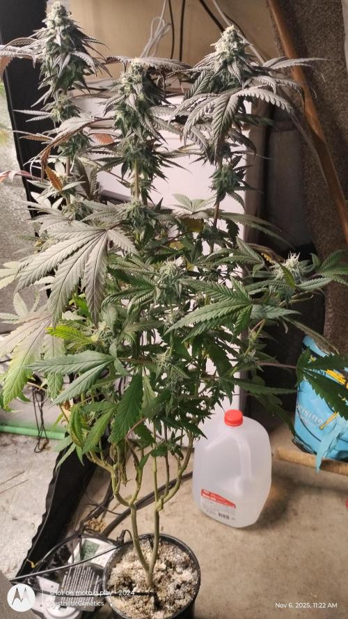 Purple Chrome 💜 (round 2). Week 10