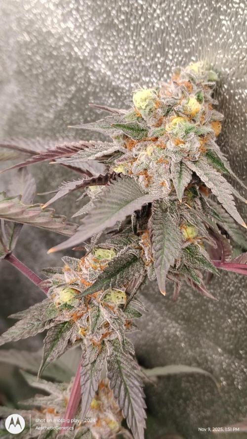 Pure bag appeal Gelato Gelato Gelato 49. Week 14