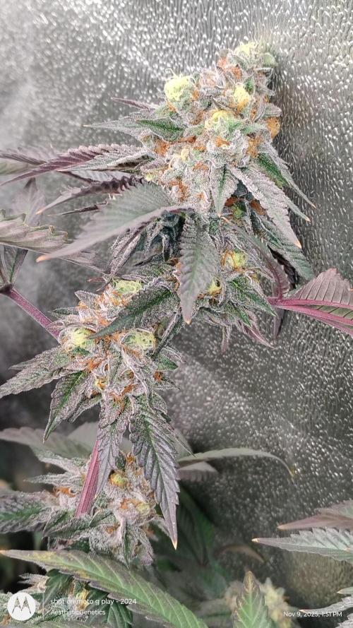 Pure bag appeal Gelato Gelato Gelato 49. Week 14