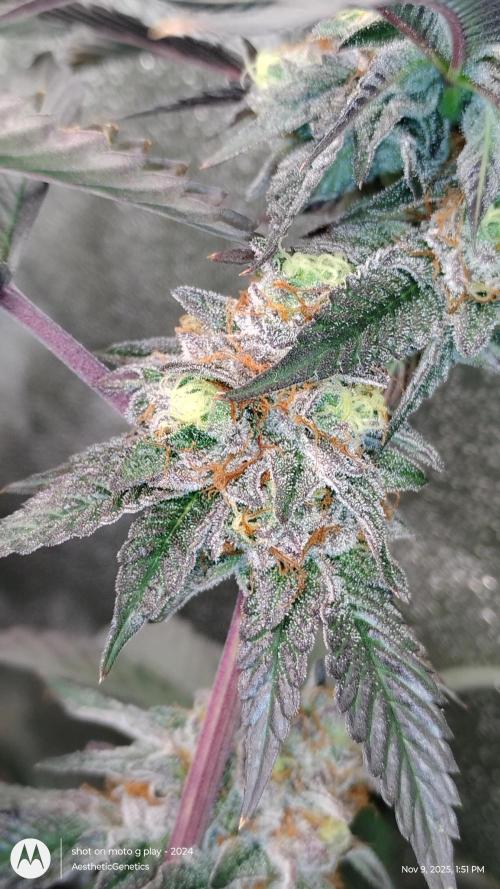 Pure bag appeal Gelato Gelato Gelato 49. Week 14