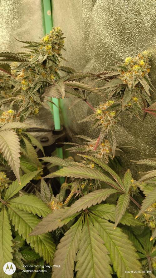 Pure bag appeal Gelato Gelato Gelato 49. Week 14