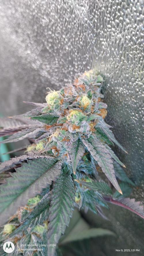 Pure bag appeal Gelato Gelato Gelato 49. Week 14