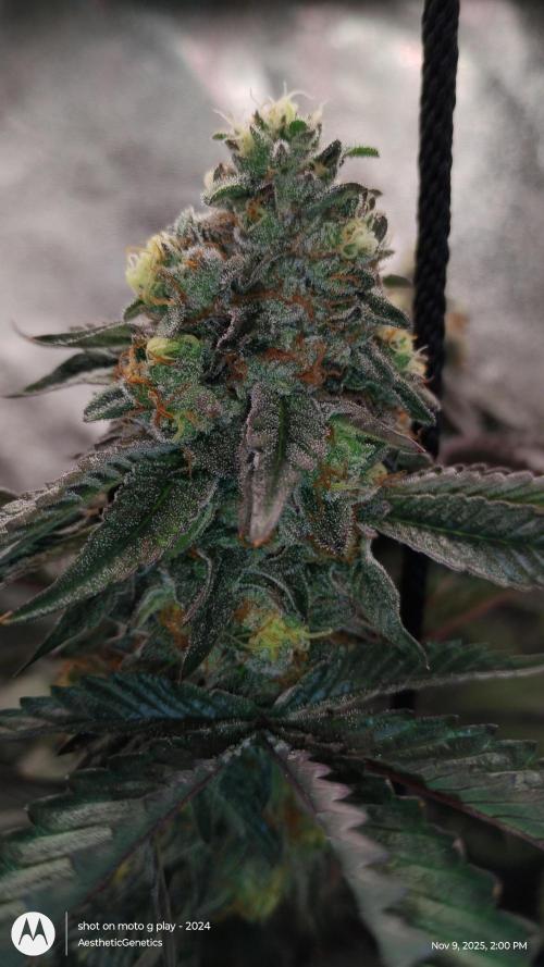 Pure bag appeal Gelato Gelato Gelato 49. Week 14