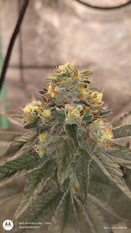 Pure bag appeal Gelato Gelato Gelato 49. Week 14