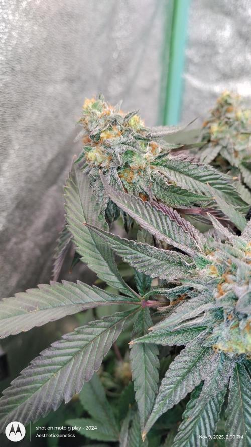 Pure bag appeal Gelato Gelato Gelato 49. Week 14