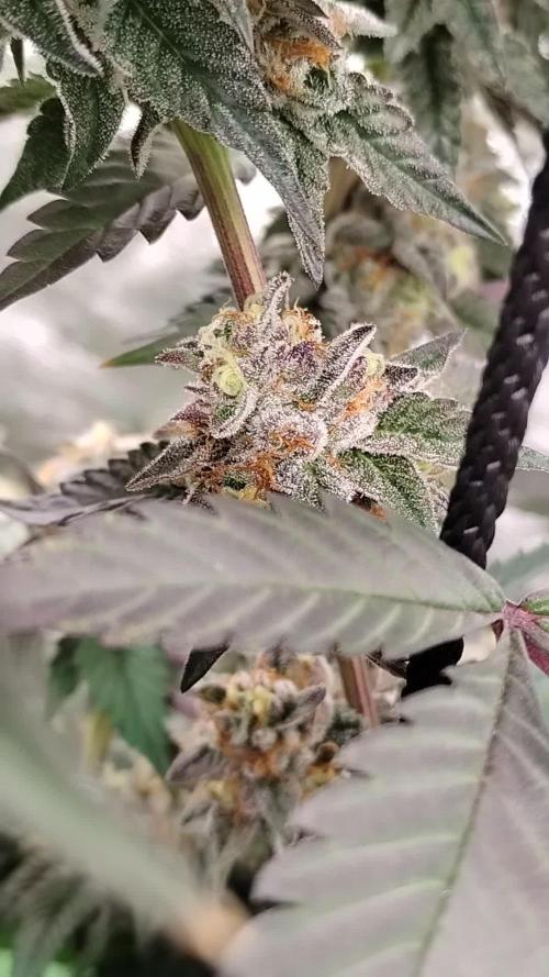 Pure bag appeal Gelato Gelato Gelato 49