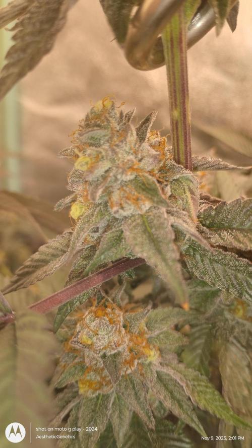 Pure bag appeal Gelato Gelato Gelato 49. Week 14