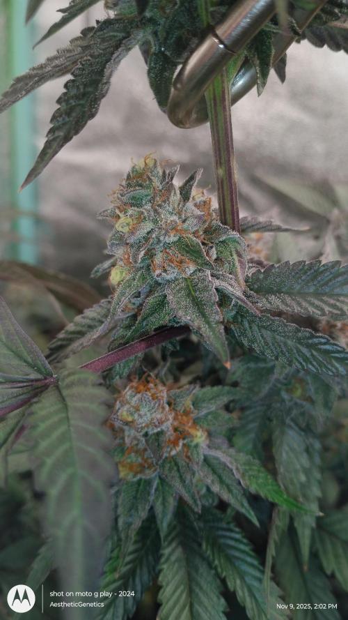 Pure bag appeal Gelato Gelato Gelato 49. Week 14