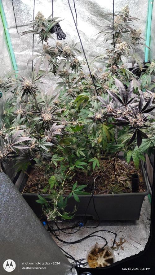 Pure bag appeal Gelato Gelato Gelato 49. Week 15