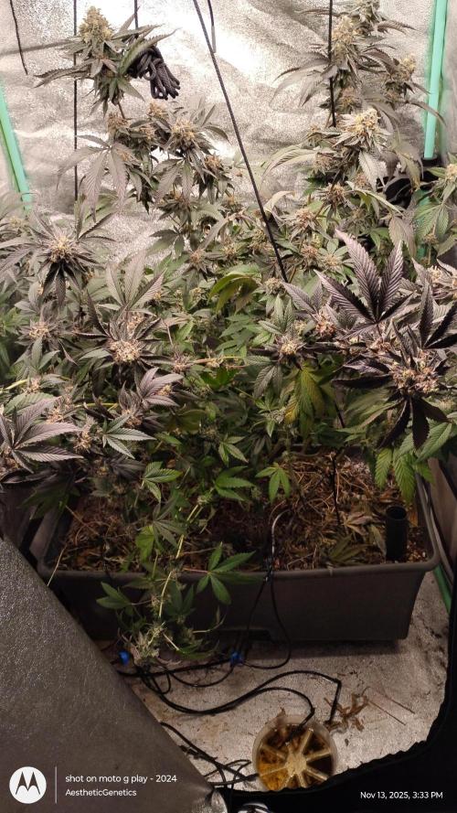 Pure bag appeal Gelato Gelato Gelato 49. Week 15