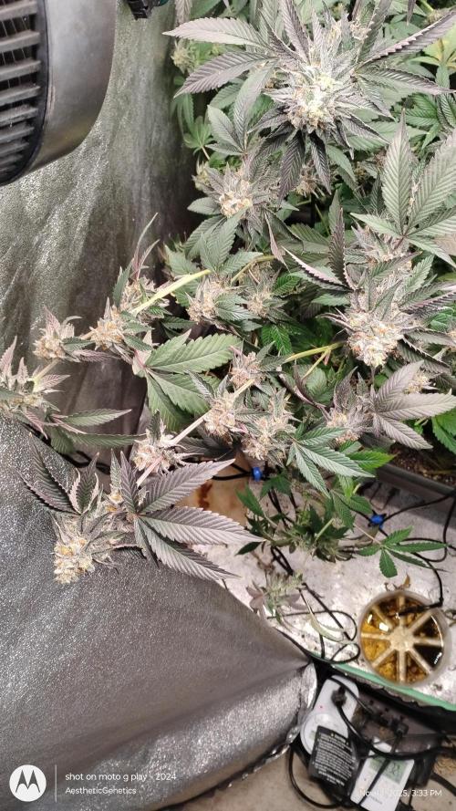 Pure bag appeal Gelato Gelato Gelato 49. Week 15