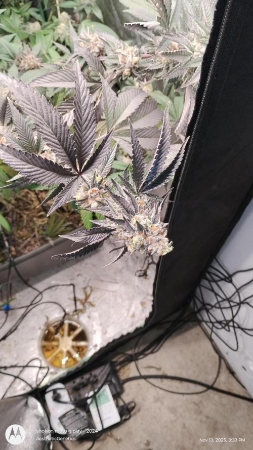 Pure bag appeal Gelato Gelato Gelato 49. Week 15