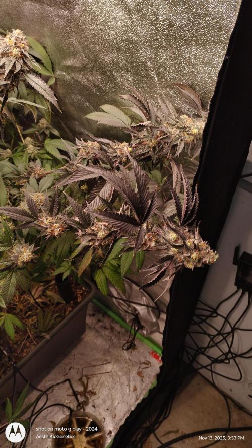 Pure bag appeal Gelato Gelato Gelato 49. Week 15