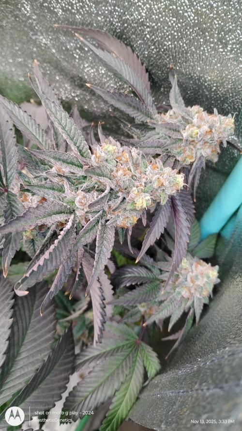 Pure bag appeal Gelato Gelato Gelato 49. Week 15