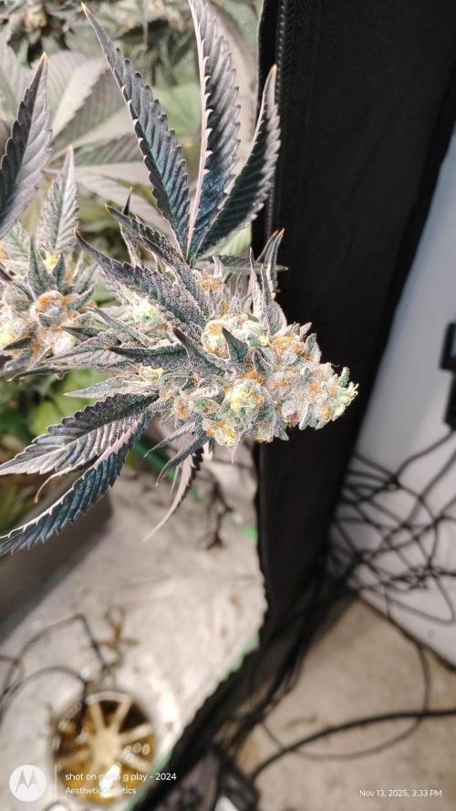 Pure bag appeal Gelato Gelato Gelato 49. Week 15