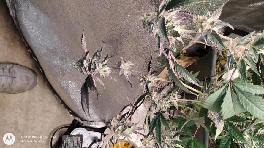 Pure bag appeal Gelato Gelato Gelato 49. Week 15