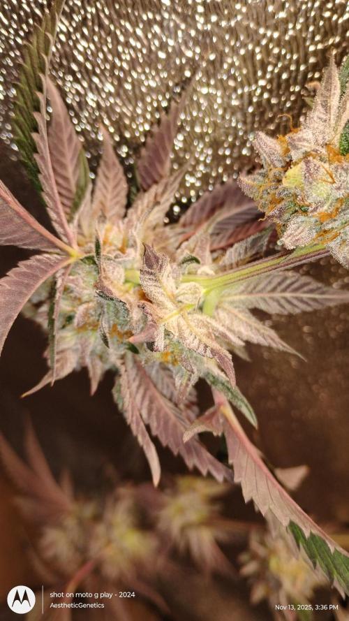 Pure bag appeal Gelato Gelato Gelato 49. Week 15