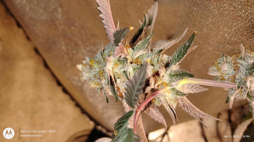 Pure bag appeal Gelato Gelato Gelato 49. Week 15