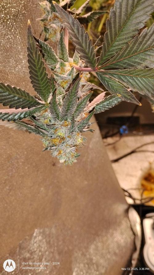 Pure bag appeal Gelato Gelato Gelato 49. Week 15