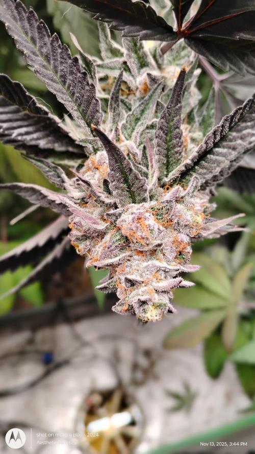 Pure bag appeal Gelato Gelato Gelato 49. Week 15