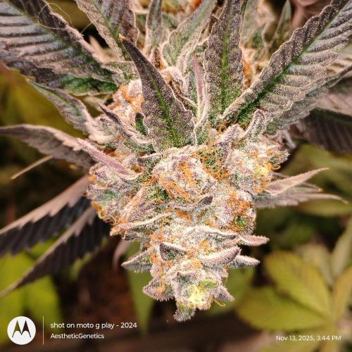 Pure bag appeal Gelato Gelato Gelato 49. Week 15